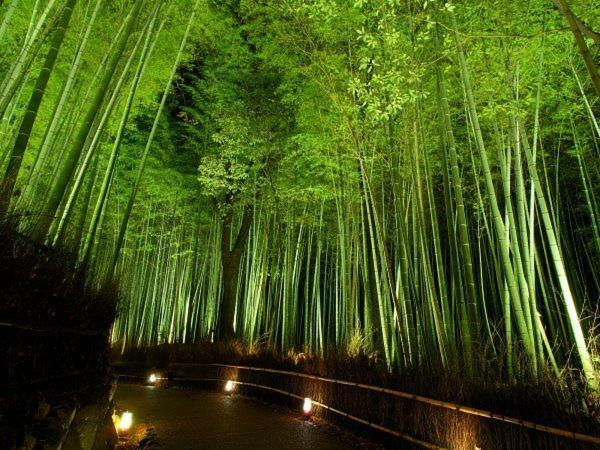 柏 一吾山房 Haku Ichigo-Sanbo Villa Kyoto Bagian luar foto